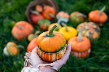 awoman holding autumn decorative pumpkins. Thanksgiving or Halloween holiday  harvest concept.