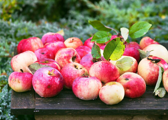 Fresh organic red apples with water drops on an old wooden table in the autumn garden after rain.  Thanksgiving  and healthy food concept. Selective focus.