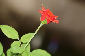 Red rose flower in the garden