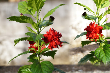 Red hibiscus flower on the plant 