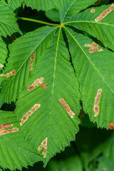 Duże piękne zielone liscie kasztanowca zjadane przez kopaczy liści , chore liście  © Paweł Kacperek