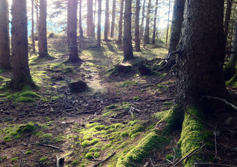 Fototapety na wymiar - Fototapeta24.pl