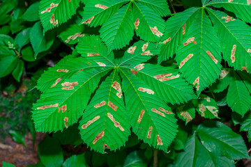 Duże piękne zielone liscie kasztanowca zjadane przez kopaczy liści  - obrazy, fototapety, plakaty