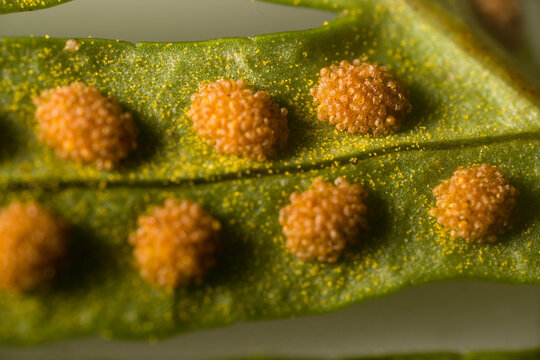 Fern-sporophyte leaves (probably Bracken (Pteris aquilina)); spores and sporangia - linear fruit dots (sori, sorus). Ultra macro