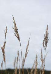 Grass growing in the landscape