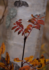 Closeup on red leafs with white stem in background