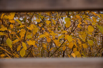 Yellow foliage framed by wood