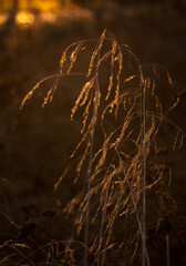 Closeup on golden grass in nature