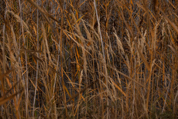 Grass growing in the water