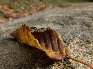 An autumn leaf fallen on a rock.
