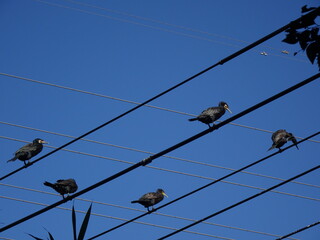 青空と五羽のカワウの群れ
