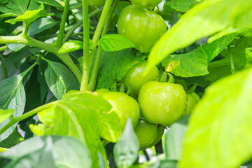 Green Tomatoes in the Garden