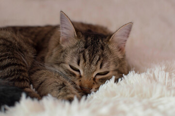 A gray tabby cat sleeping on a bed on a fluffy white plaid at home close-up. Panoramic view. Empty space for text.