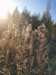Beautiful autumn seasonal nature background. Abstract image of a spider's web with countless drops of dew on dry plants at dawn.