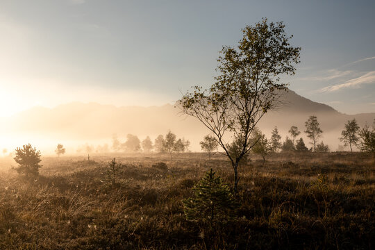 Nebliger Sonnenaufgang im Kendlm&uuml;hlfilzen, ein Hochmoor bei Grassau, Bayern