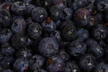 Fresh blueberry background. blueberry berries with water drops close up