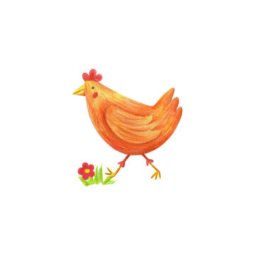 Ginger hen illustration isolated on transparent background. Hand drawn with color pencils orange chick, flower, grass card, poster. Cartoon domestic bird hen on the lawn.