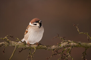 Eurasian tree sparrow, passer montanus, sitting on a branch in autumn nature. Little garden bird...