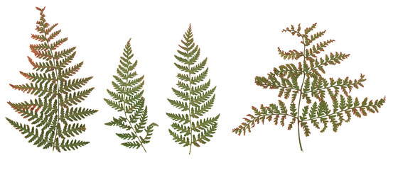 Fern (Brown-green) - High resolution isolated PNG