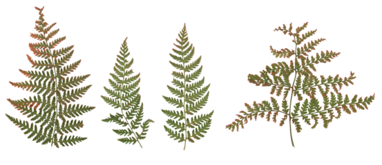 Fern (Brown-green) - High resolution isolated PNG
