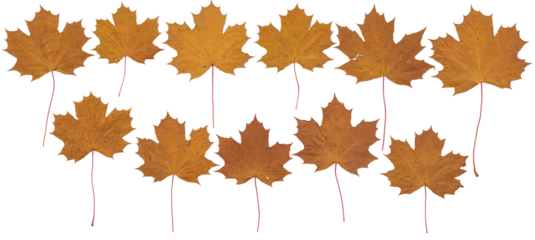 Maple leaves (Brown, autumn) - High resolution isolated PNG