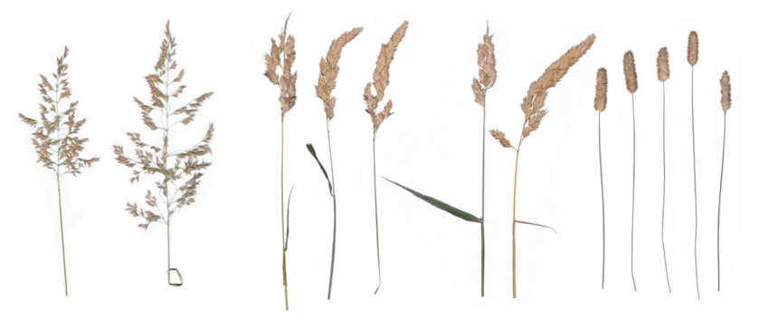 Corn (pressed) - High resolution isolated PNG