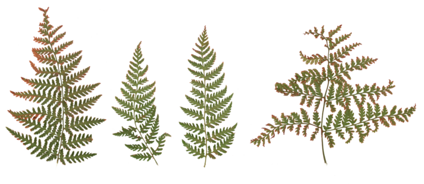 Fern (Brown-green) - High resolution isolated PNG