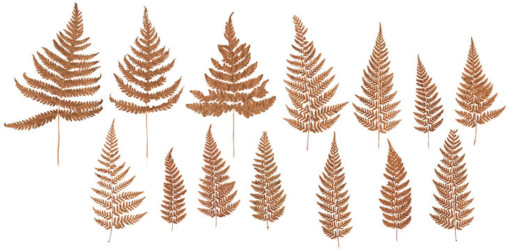 Fern (Brown, autumn) - High resolution isolated PNG