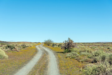 Fototapeta na wymiar Flower landscape on road P2252 in Tankwa Karoo National Park