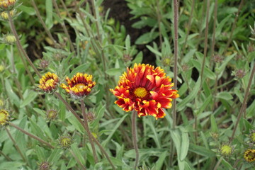 One double red and yellow blanket flower in May