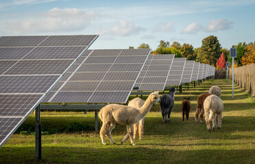Large solar panel park in The Netherlands with animals