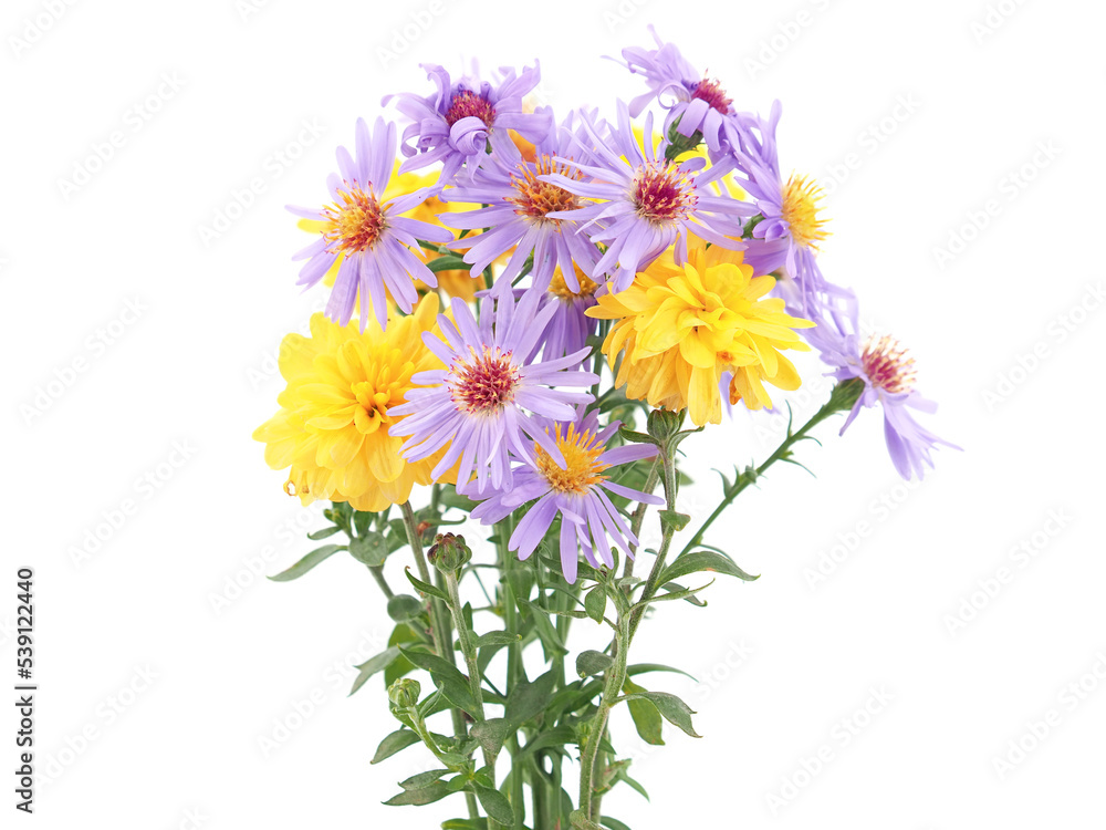 Wall mural yellow purple aster and chrysanthemum flowers isolated on white