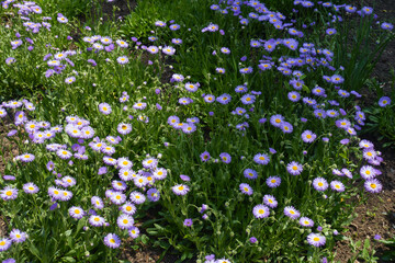 Lavender colored flowers of Erigeron speciosus in June