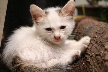 Small white kitten in the garden