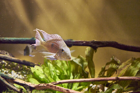 Geophagus is a genus of freshwater fish from the family of cichlids of the order perch - like