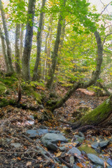 beech forest in the beech forest of la tejera negra, autumn colours