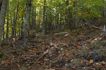 beech forest in the beech forest of la tejera negra, autumn colours