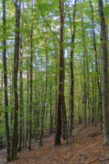 beech forest in the beech forest of la tejera negra, autumn colours