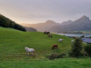 Horses in sunrise near lake