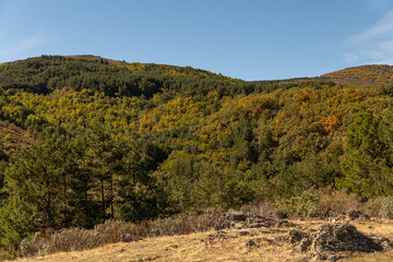 beech forest in the beech forest of la tejera negra, autumn colours