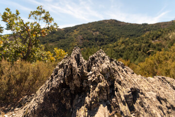 beech forest in the beech forest of la tejera negra, autumn colours