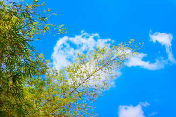 Bamboo branch in bamboo forest,Japanese garden.