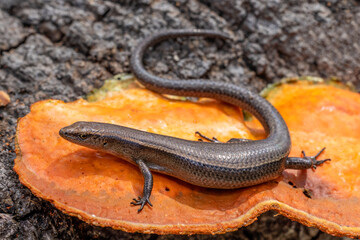 Delicate Grass Skink on red bracket fungi