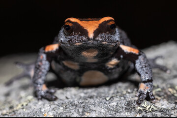 Close uo of Australian Red-crowned Toadlet