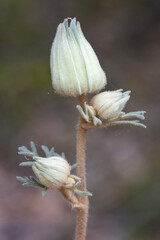 Australian Flannel Flower in bud