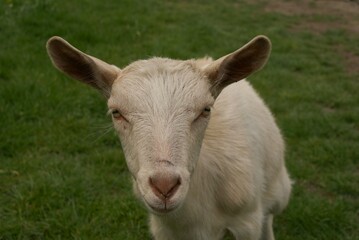 Small goat with big ears watching to the lens of the camera