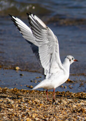 seagull on the beach