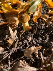 mushroom in autumn forest