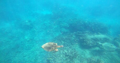 Green sea turtles swimming with smaller fish over the coral reefs of Hawaii. 4K underwater