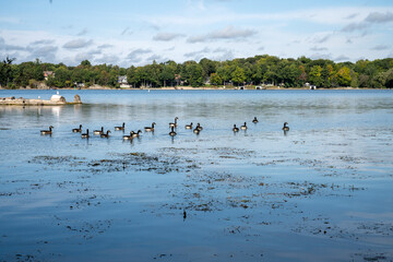 Group of Canada geese stopping over on the St. Lawrence River in the Thousand Islands region of Ontario